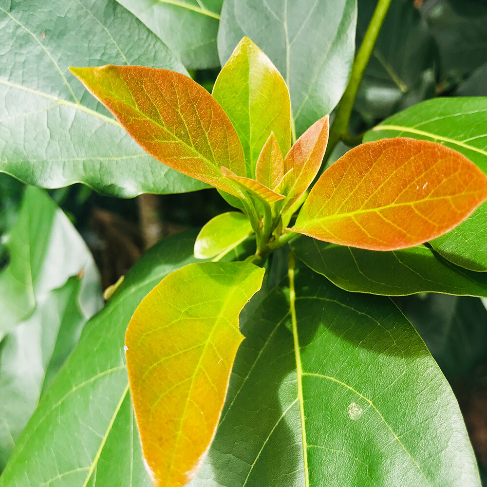 Avocado Leaves Dried 100% Ceylon Natural Herb Hojas De Aguacate Alligator  Pear | eBay