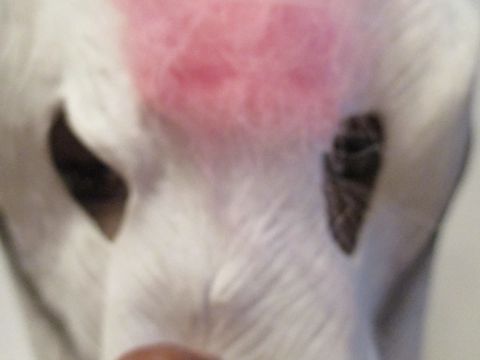 Adult Unicorn Costume Head - Hyde and Eek! Boutique Halloween Mask NEW - Image 4 of 4