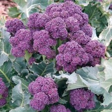 Broccoli Seeds - Purple Sprouting, NON-GMO, Heirloom,