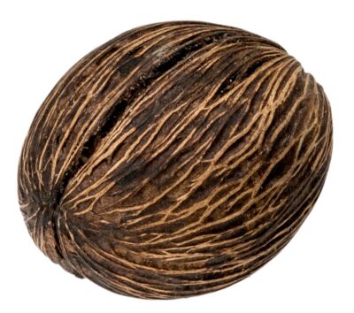 NaDeco Mintola Ball 8-12cm | Cerbera odollam | Palmenfrucht | Naturdeko | Exoten