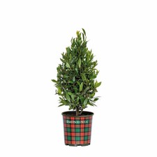 Little Ragu® Sweet Bay Live Potted Plant Garden Patio