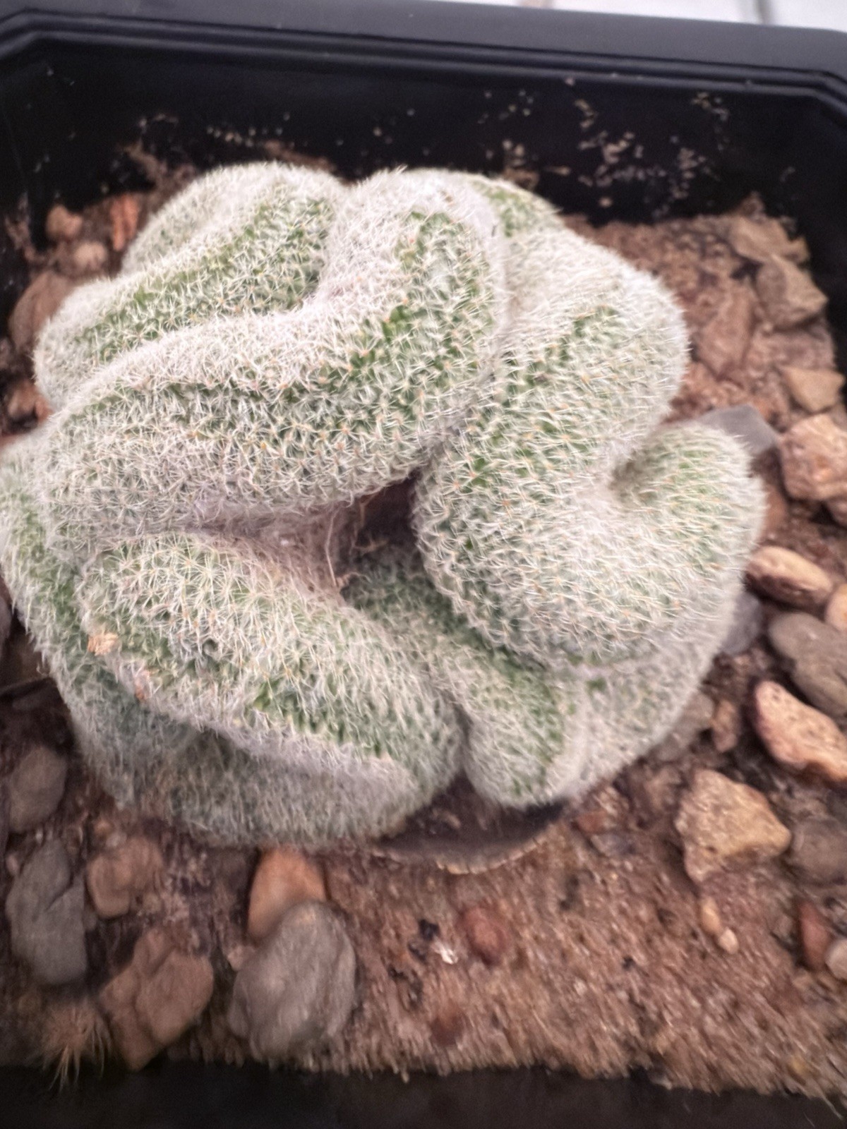 Mammillaria Microthele Perbella Brain Cactus, Rare