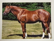 POSTCARD REPRINT VINTAGE PHOTO SECRETARIAT RACEHORSE TRIPLE CROWN 4.25”x5.5”