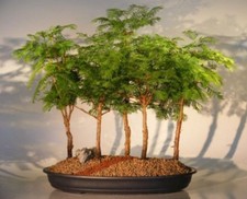 Redwood Bonsai Tree 20"H - 5 Tree Forest Group Metasequoia Glyptostroboides
