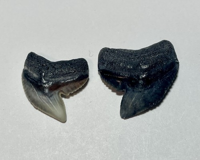 #ad #ad Two Fossilized Tiger Shark Tooth $19.90