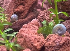 100 Ramshorn Snails All Sizes