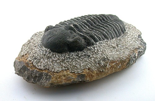 LARGE 1 LB 10.8 OZ REPRODUCTION TRILOBITE FOSSIL HOST ROCK Morocco EBS7875 - Picture 3 of 5