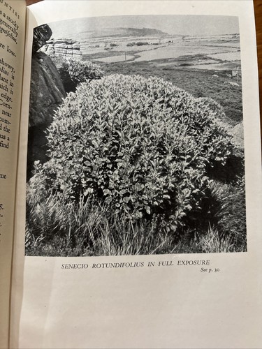Shrubs For The Milder Counties By W Arnold-Forster 1948 FIRST EDITION - Picture 9 of 12