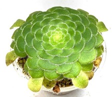 Planta Suculenta - Aeonium tabuliforme - Platillo Plano Grande, 3"+ Diámetro PLANTA!