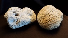 Medium Coral (Set of 2) Michigan Hexagonaria, and Fossilized Tx. Coral