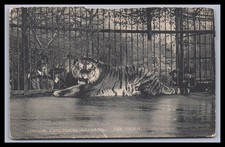Ansichtskarte Tierpostkarte /  Tiger im Zoo v...