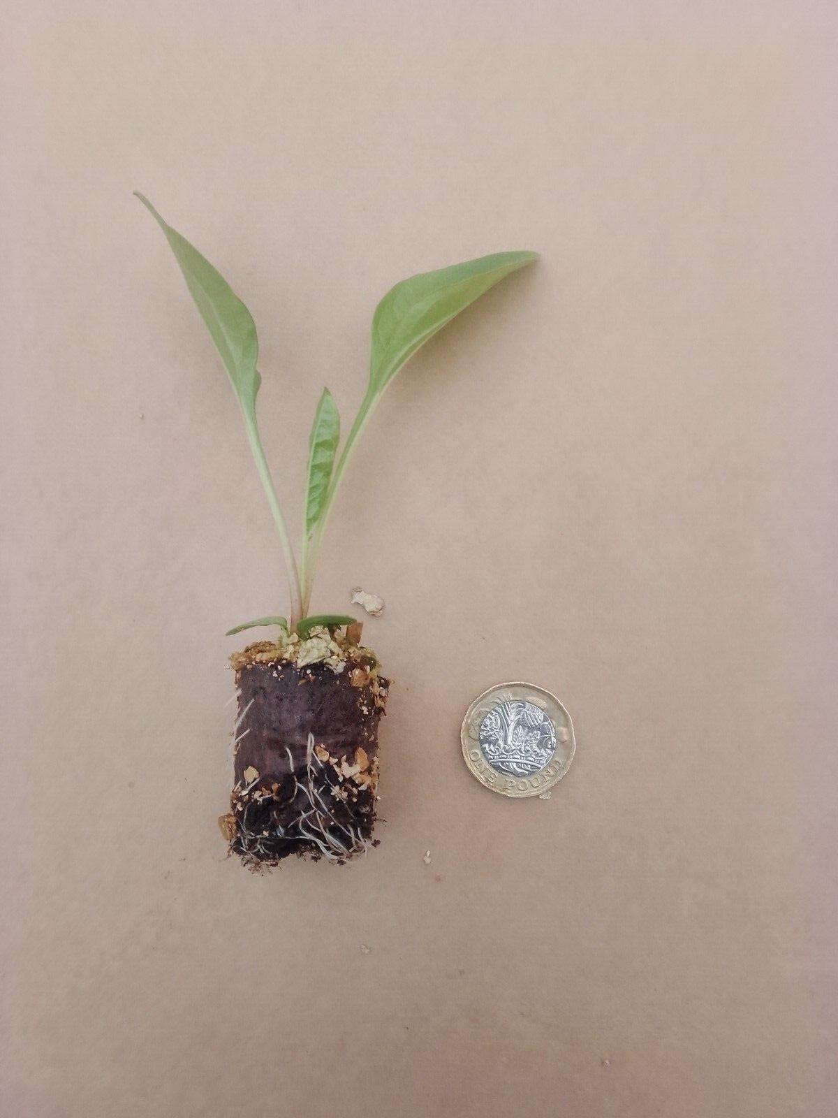 6 Echinacea Magnus Superior Cone Flower Hardy Perennial Plug Plants eBay