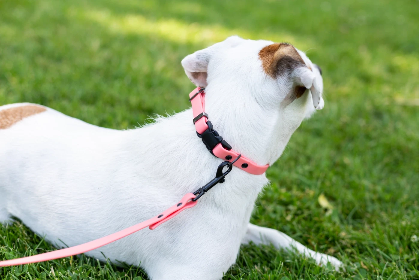 Waterproof Soft PVC Dog Collar