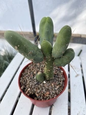 Monstrose Pen15 Cactus Long Form  6” Pot