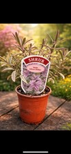 Hebe Silver Dollar Beautiful Foliage All Year Round , Plant in pot or direct  