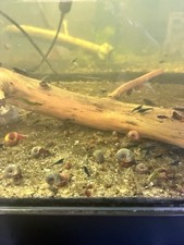 Ramshorn Snails Mixed Colors 100 Count