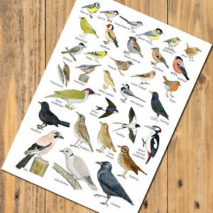 Garden Bird Identifier Chart