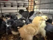 12 Fresh and Fertilized Barnyard Mix Chicken Hatching Eggs