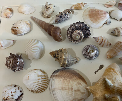 Vtg Mixed lot of 63 Authentic Shells Conche Conus Mussel Various Species & Sizes