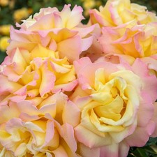 Rose Plants in pots 4.5 Litre / 3 Litre /