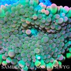 COE~ NON WYSIWYG Live Coral ~ Rainbow Croc Bounce Yuma Mushroom - .5'' — photo 1