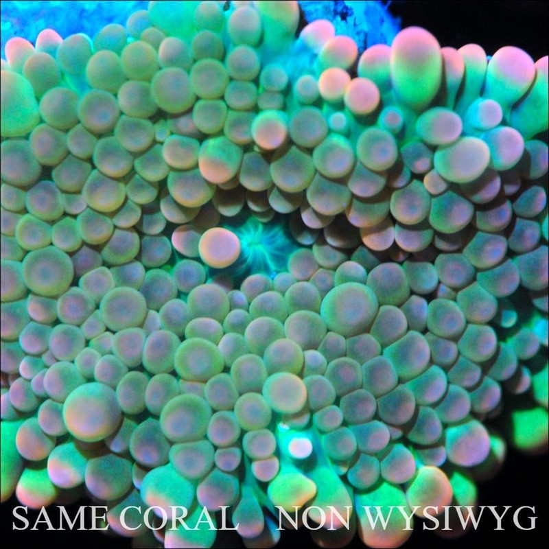 COE~ NON WYSIWYG Live Coral ~ Rainbow Croc Bounce Yuma Mushroom - .5''