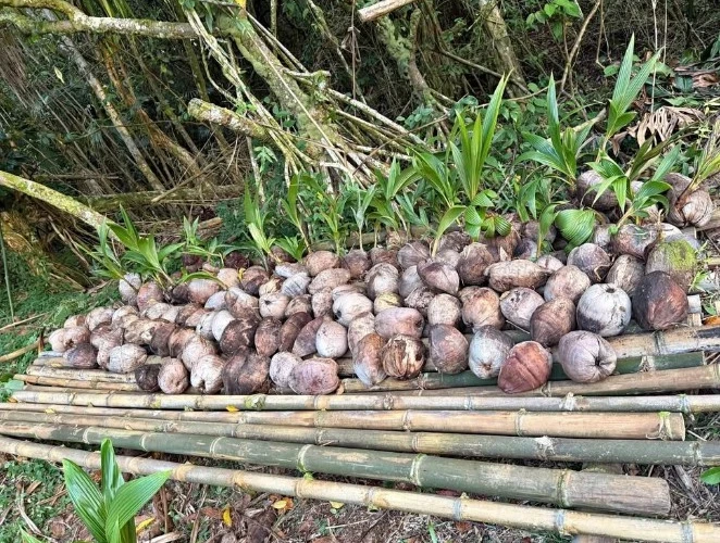 Pacific Tall Coconut Seed – Exotic Tropical Palm Tree Seed for Indoor Growing - Image 4 of 4