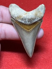 Museum Quality 2.79” Peruvian Otodus  Chubutensis Shark Tooth Fossil