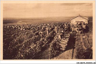 CAR-ABBP5-51-0491 - CHAMPAGNE LOUIS ROEDERER - la cueillette du graisin