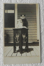 Antique Victorian Photo Black Cat Posing on Table with Doll
