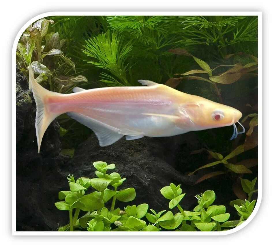 Fresh Water Aquarium Tiger Shark Fish Brackish Water Tropical Fish