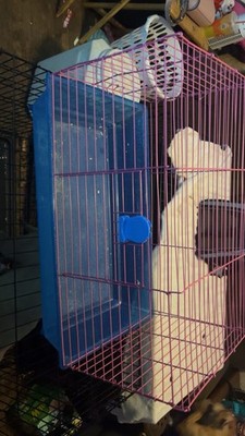 ￼ Guinea Pig Cage ￼