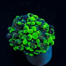 MPC Bi Color Gold Splatter Hammer WYSIWYG, Live Coral, Zoa, Acan, LPS, SPS, Frag