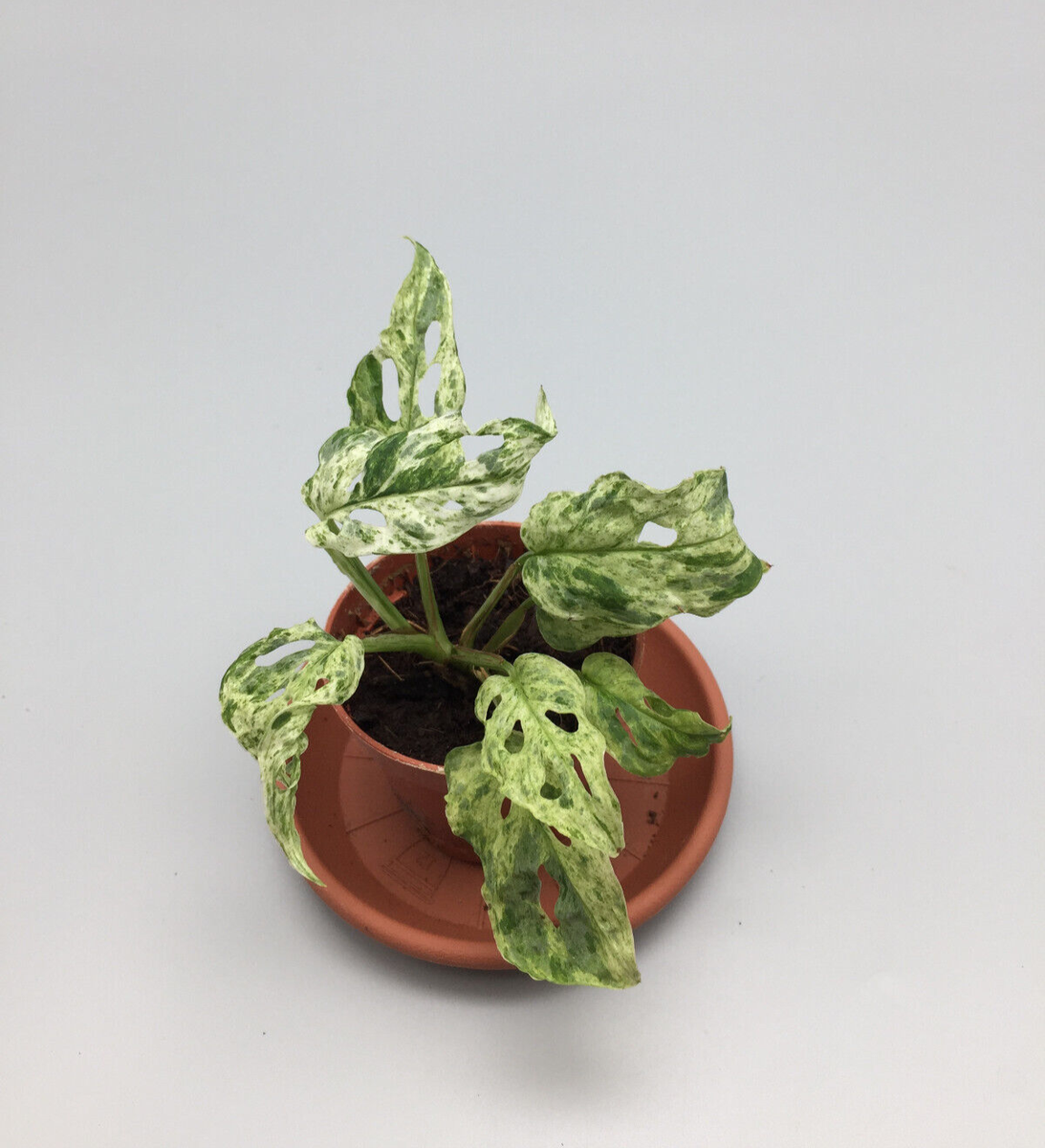 Kleine Monstera adansonii frozen freckles variegata Pflnzchen | eBay.de