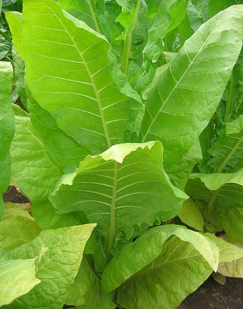wild tobacco australia Wild Tobacco Bush alert | The Express Newspaper