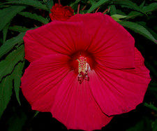 10 SEMI DI HIBISCUS MOSCHEUTOS ''RED''+ SPEDIZIONE GRATUITA
