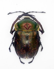 Cheirotonus for collectors | large Euchiridae