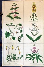Old Tree Figwort Toad Flax Lousewort Snap Dragon C1850 Botany