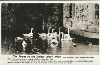 WELLS, SOMERSET - DIE SCHWÄNE AUF DEM PALASTGRABEN S/W POSTKARTE      