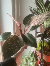Philodendron Pink Bikini 12cm Pot