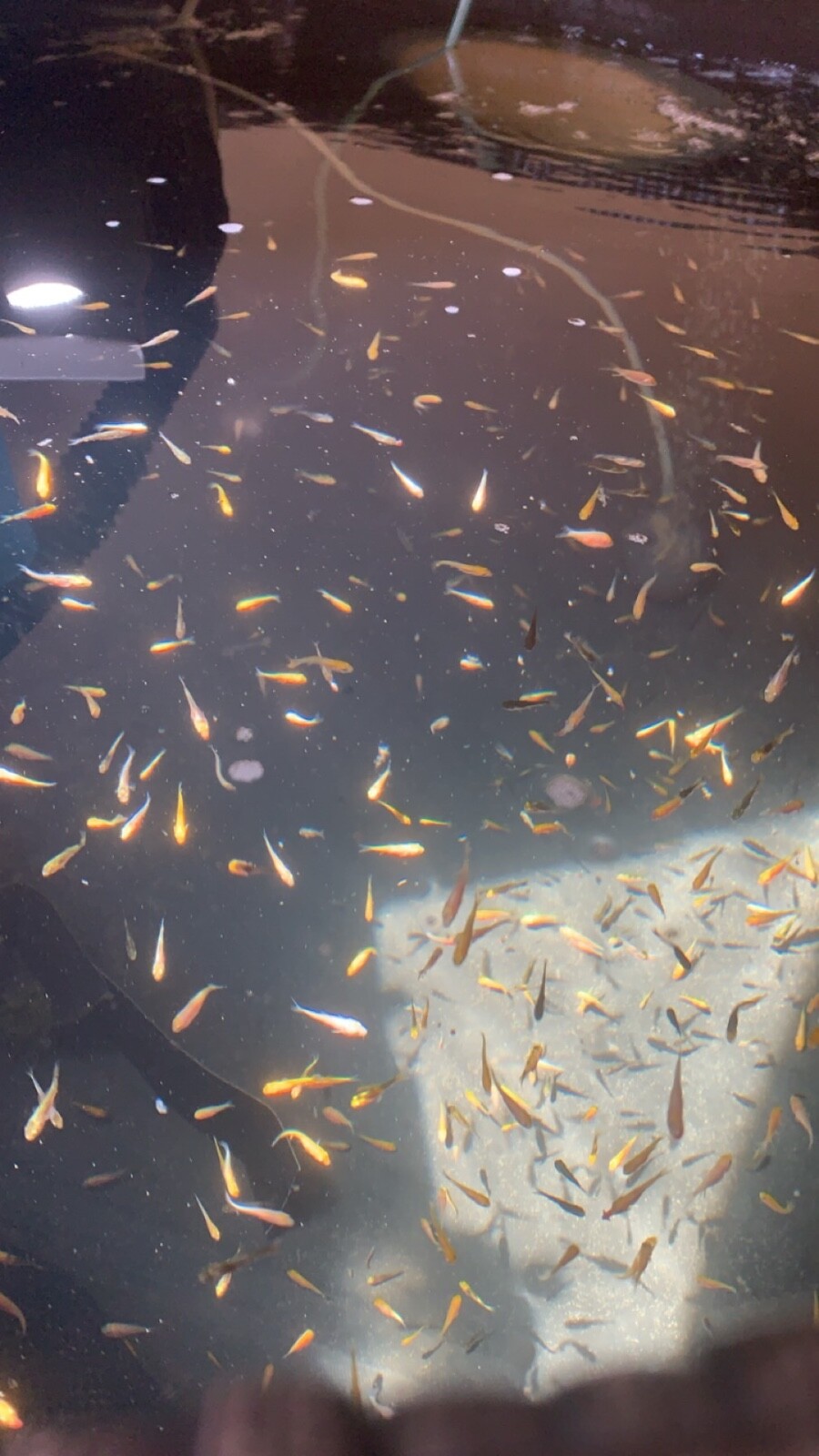 koi carp fry x25! baby carp fry 68 weeks koi fry carp mix of types