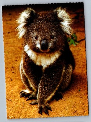 Postcard 1990s Koala Australian Native Animal Nu-Color-Vue Australia