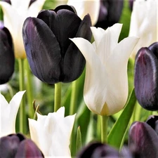 Easy to Grow Tulip Tuxedo Party Collection 20 Plant Bulbs, Spring Zones 3-8