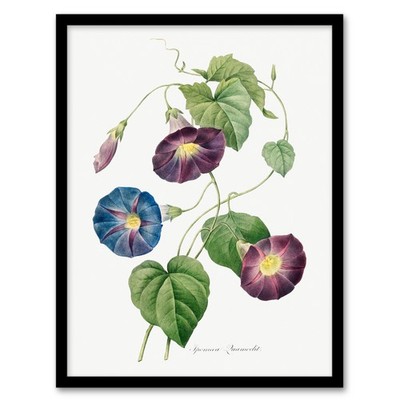 Pierre J Redoute gerahmter Wandkunstdruck Morning Glory Vintage Blumen Wohndeko