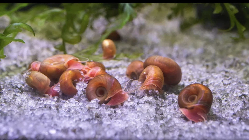 15 AZUL, ROSA Y ROJO Leopardo Ramshorn Caracoles Vivos Acuario de Agua Dulce Estanque Caracol Foto 2 de 4