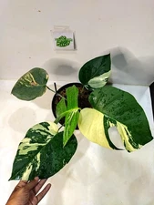 Real Pict Monstera Jugle Mint Variegated  5 Leaves