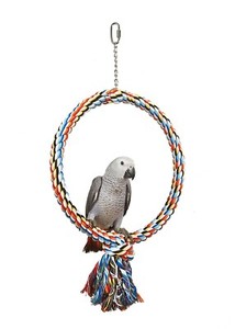 parrot swings