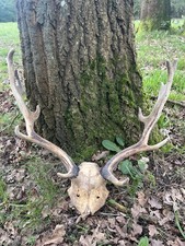 Fallow Buck Deer Skull Taxidermy Antlers Gothic Design n.o 103