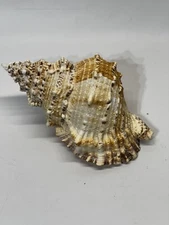 9” Frog-shell Sea Shell  Horn