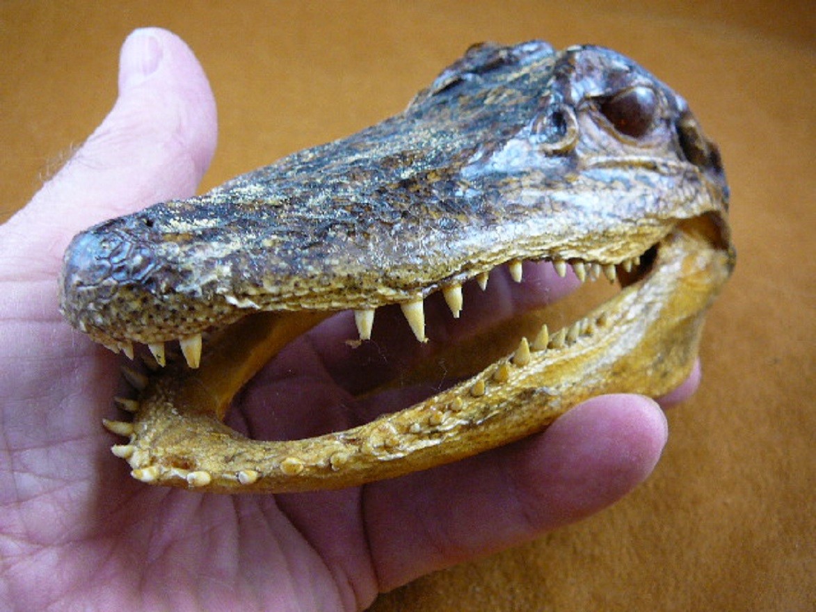 Gator Def (G-Def-164) 5-1/8